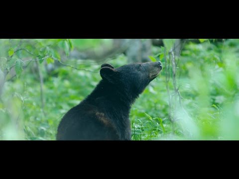 The Peaceful Side of the Smoky Mountains(4K)