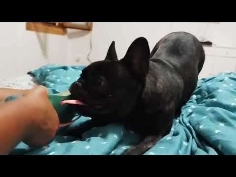 French Bulldog Loki Argues With Mom Over Bedtime l Breaks her shoe!😂😂