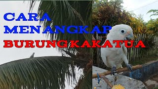 Download lagu detik-detik penangkapan burung kaka tua mp3