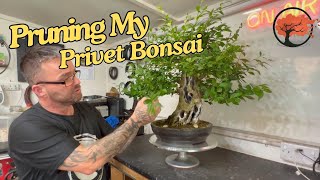 Pruning My Privet Bonsai (Ligustrum) June 2024