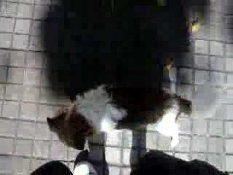 yanu disfrutando del sol...