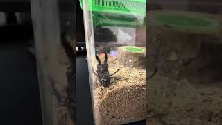 【閲覧注意】2026年ノコギリクワガタ飼育開始✨