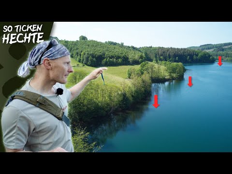 Find pike at German dams with Birger! 🇩🇪 This is how pike tick!