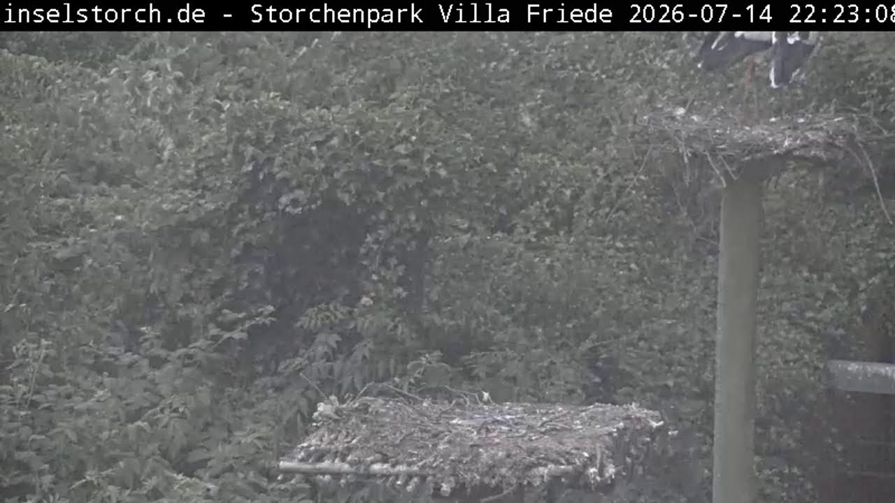 Live webcam view of White Stork Park on Föhr