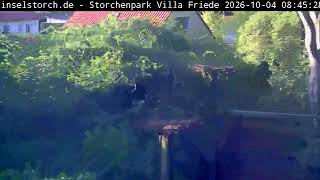 Schleswig-Holstein · Niebuell · Storchenpark in Wyk auf Föhr live stream