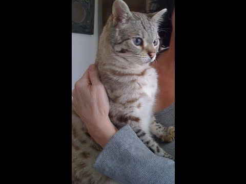 Cat Sneezing 15 Times in a Row