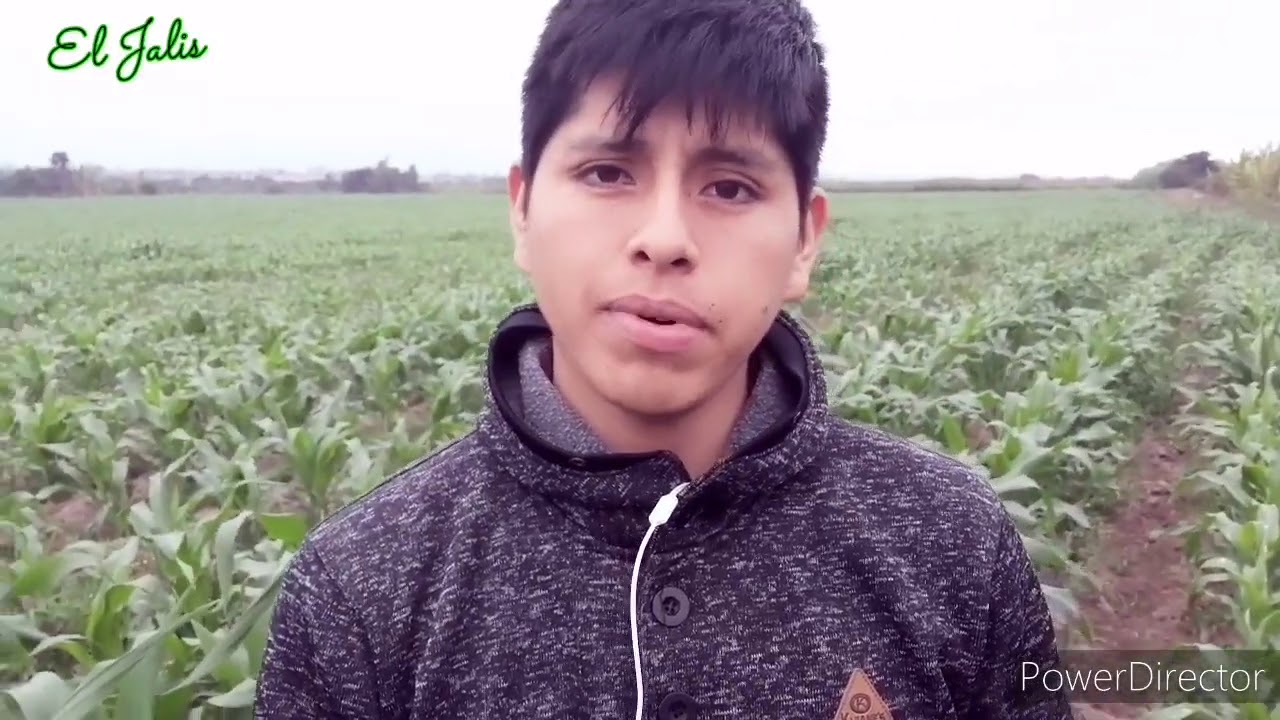 Producción de Maíz amarillo en el Perú