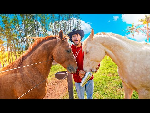 VOU DAR UM CAVALO PARA MINHA IRMAZINHA LINDA