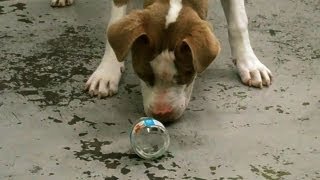 Dog Vs Jar