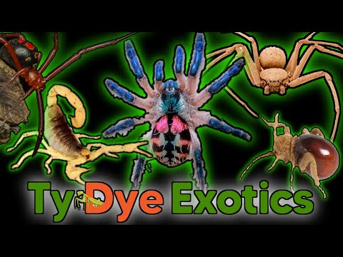 BLACK FRIDAY UNBOXING! Tarantula, Centipede, Scorpion, Spider, Beetles, Isopods and MORE!