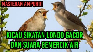 Download lagu Sikatan Londo Gacor Full Isian Dengan Suara Gemercik Air Membuat Burung Tenang Dan Mudah Menirukan‼️ mp3 Download lagu Sikatan Londo Gacor Full Isian Dengan Suara Gemercik Air Membuat Burung Tenang Dan Mudah Menirukan‼️ mp3