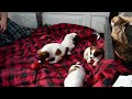 Jack Russell Terrier dogs for sale: Noel - Video 1
