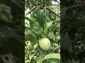 Benganpalli Mango Radha Vallaba Mango Mango Verity 2025