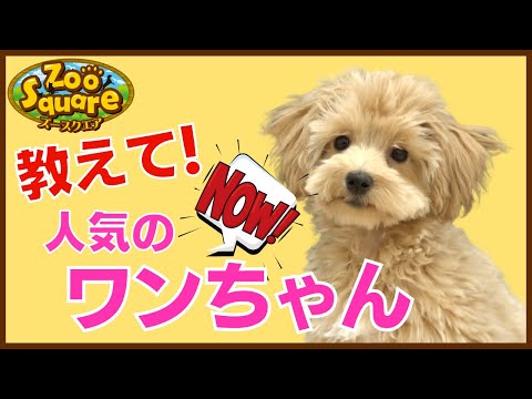 ズースクエア岡崎店特集「ワンちゃん編」じもサタ。ミニコーナー#2