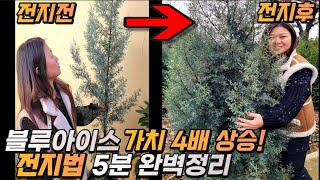 블루아이스 가치 4배 올리는 전지법 5분 완벽정리