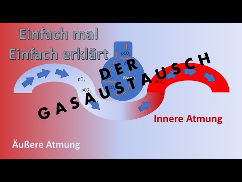 Einfach erklärt: Der Gasaustausch (äußere und innere Atmung)