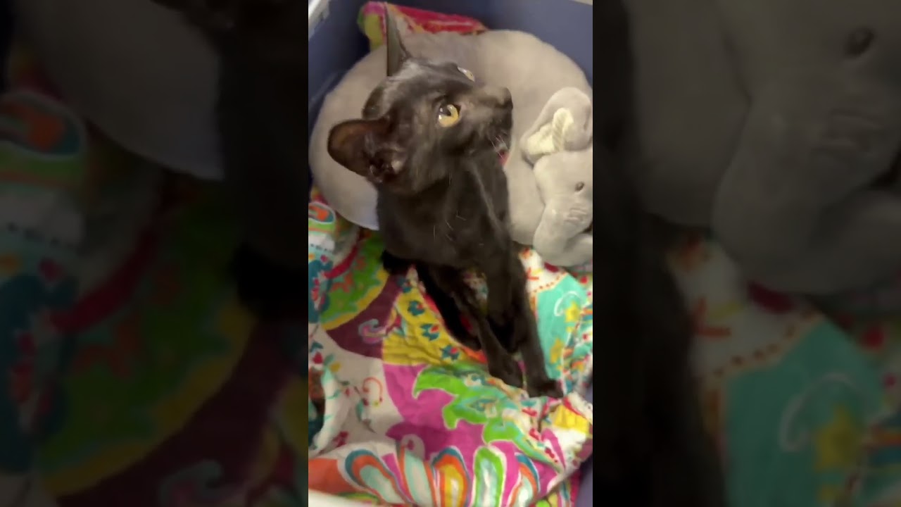 Birons video