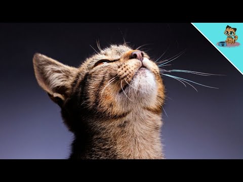 How To Know That Your Cat Is Feeling Good (Did you know?)