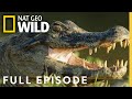 Jaguar Vs Croc Full Episode