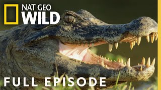 Jaguar vs. Croc | Full Episode