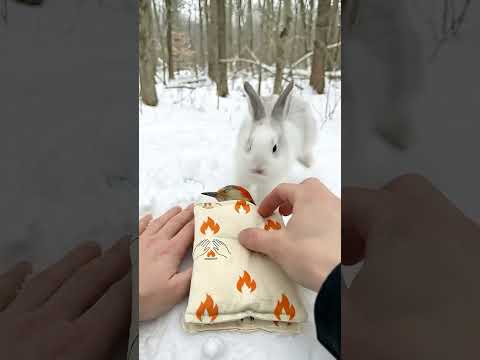 Specht am Schnabel im Baum festgefroren und gerettet #tierliebe #tierrettung