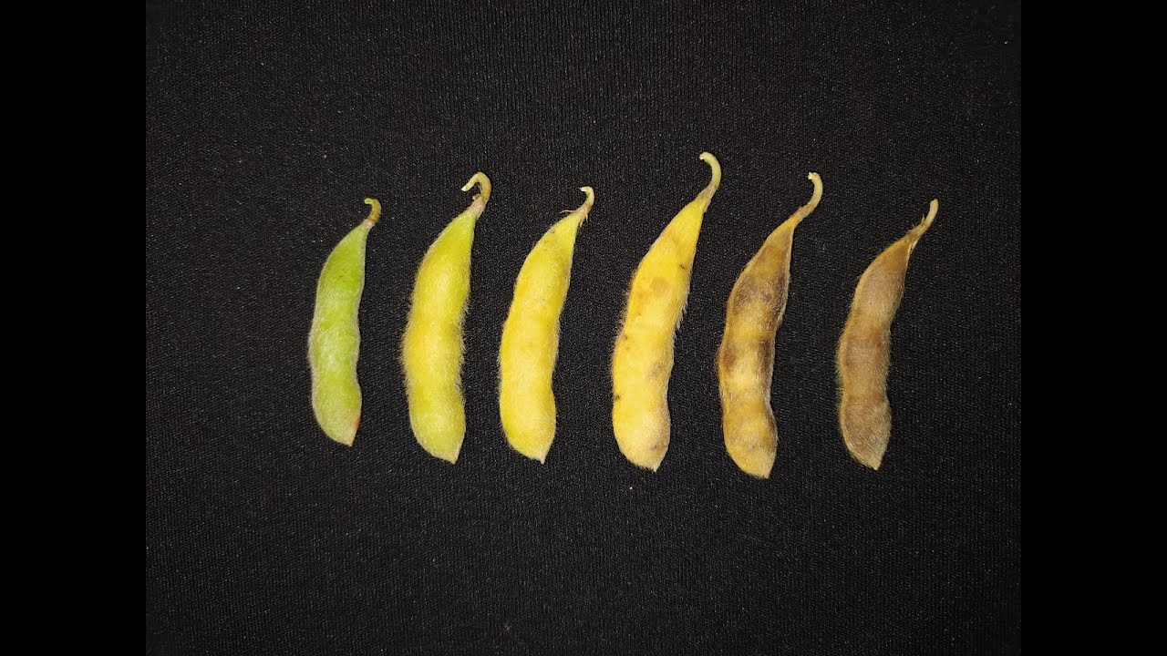 Dessecação Pré-Colheita da Soja: antecipação, aplicações e perdas (Dia de Campo C.Vale Digital)