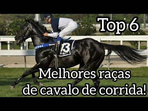 , title : 'Top 6 Melhores raças de cavalo de corrida! | HorseTubeTV'