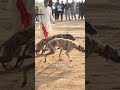 Dogs Race Pets Greyhound Race Dog India Ytshorts Trend Pets Puppy Horse Cricket