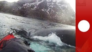 Close encounter: Norwegian kayaker escapes 20-ton humpback whale