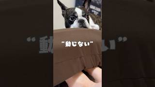 全く動じないフレブル