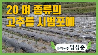20 여 종류의 고추를 시범포에