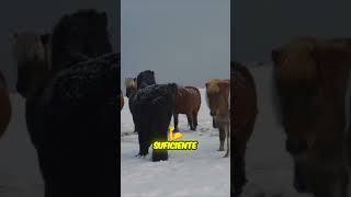 Eles precisavam ser perfeitos para um retorno épico!