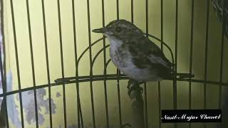Download lagu SUARA ASLI PANGGILAN BURUNG DECU KEMBANG TROTOL JANTAN mp3