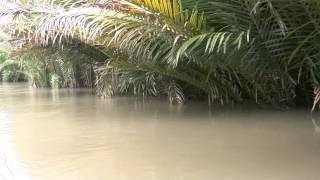 preview picture of video 'アキーラさんお薦め⑧ベトナム・メコンデルタ（メコン川クルーズ）車窓編・Honey,The Mekong River,Vietnam'