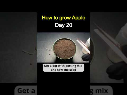 How to Grow Apple from Store-Bought Apple