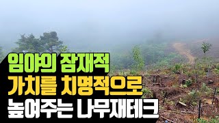 임야의 잠재적 가치를 치명적으로 높여주는 나무재테크 …