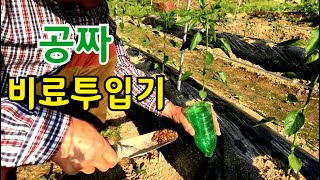 텃밭 비닐멀칭된곳 비료 쉽게 투입하는 방법