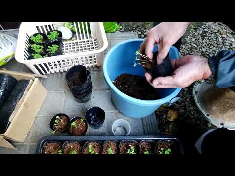 園芸 苗を間引きます