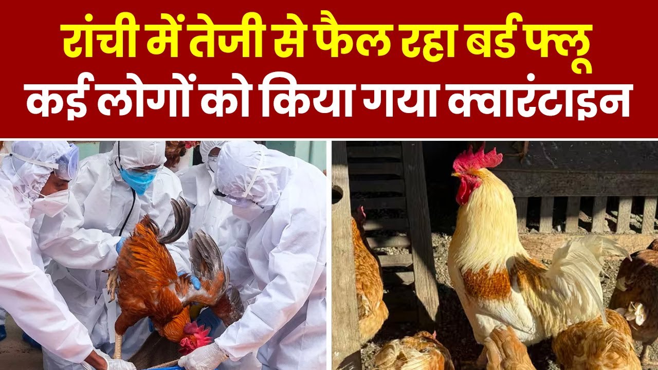 Bird flu in Jharkhand: रांची में तेजी से फैल रहा बर्ड फ्लू, कई लोगों को किया गया क्वारंटाइन