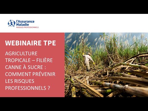 , title : 'Agriculture tropicale - Filière Canne à sucre : Comment prévenir les risques professionnels ?'