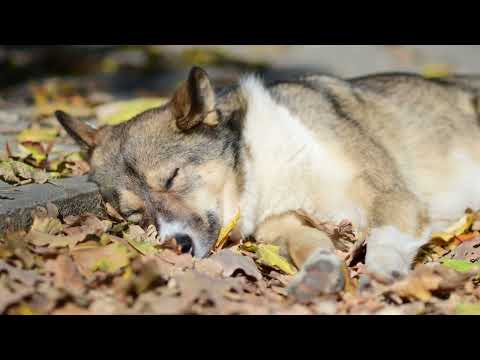Alunelul Park Chisinau Walking Tour, Moldova, October 17