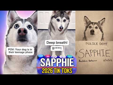 Best Sapphie the Pomsky TikToks 2026 | Cute Pomsky & Funny Reactions