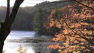 Moses Cone Fall Leaves over Lake with Pine Tree