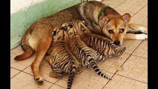 If Animals Can Take Care Of One Another Maybe We Can Too, Here Are 17 Examples Of Animals Caring For by Did You Know Animals?