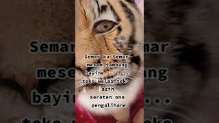 Download lagu Asihan SEMAR MESEM _.. mp3 Download lagu Asihan SEMAR MESEM _.. mp3