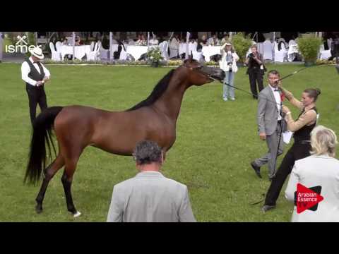 N.120 GRACE J - Ströhen 2017 Int B-Show - 3 Years Old Fillies (Class E)