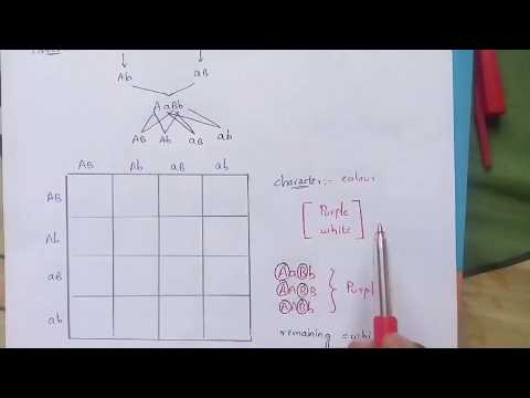 POINT MUTATION BY PHANINDRA GUPTHA
