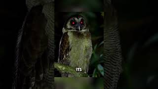 Why Are Birds Afraid of Owls?