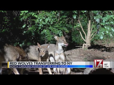 Endangered red wolves moving from NC to NY