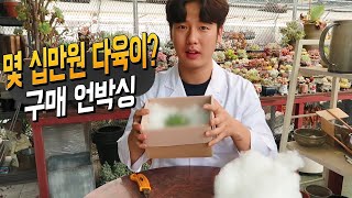 몇십만원짜리 다육이를 구매??? 어떤 다육식물이길래? - 다육이언박싱(succulent unboxing)